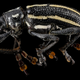 Illustration for article titled Macrophotographs of insects to melt your face